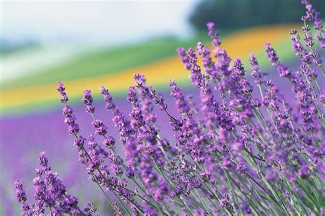 羽葉薰衣草枯萎|「薰衣草枯萎怎麼救？解析枯萎問題並提供有效解決方案」